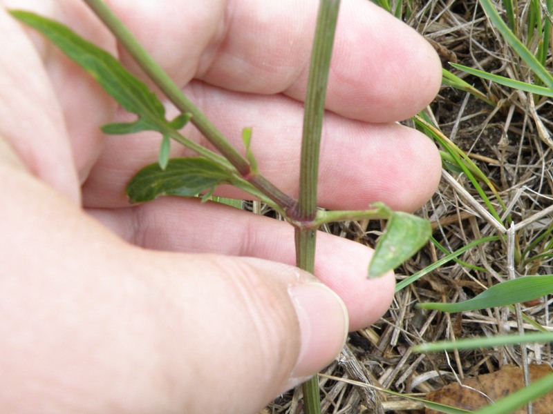 Clematis flammula (e C. vitalba)