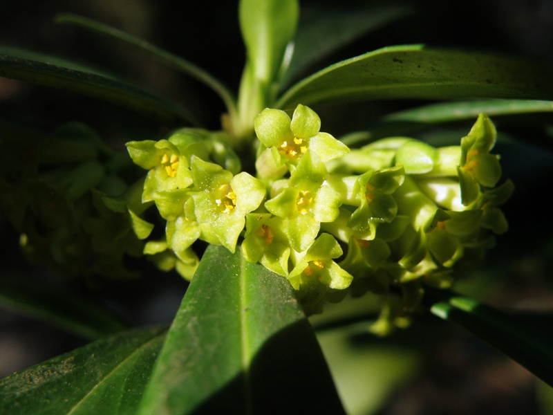 Daphne laureola