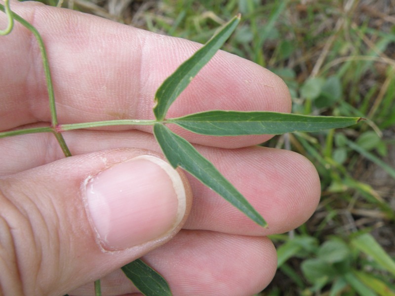 Clematis flammula (e C. vitalba)