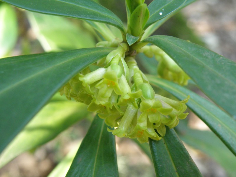 Daphne laureola