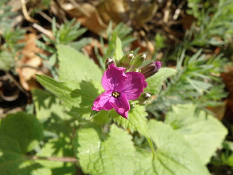 Lunaria annua