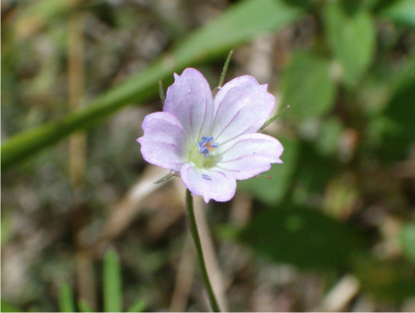 Geranium columbinum / Geranio colombino