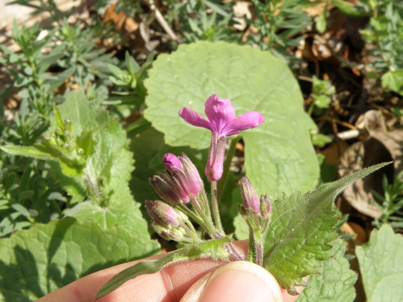 Lunaria annua