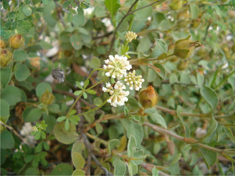 Lotus herbaceus (=Dorycnium herbaceum) / Trifoglino erbaceo