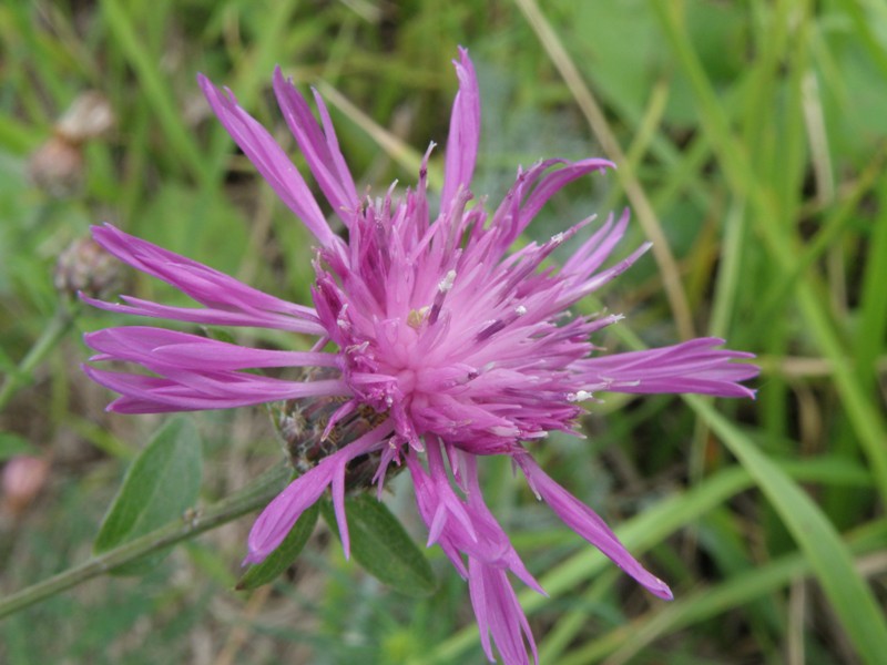 Centaurea nigrescens