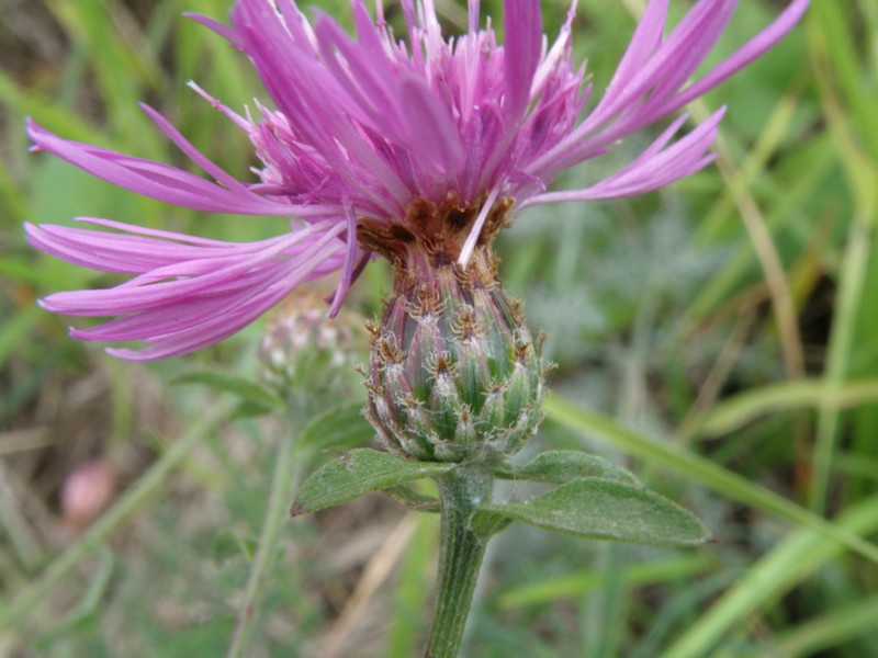 Centaurea nigrescens