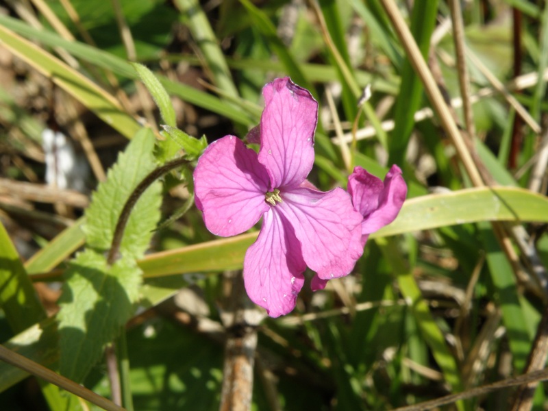 Lunaria annua