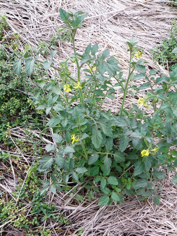 Solanum lycopersicon / pomodoro