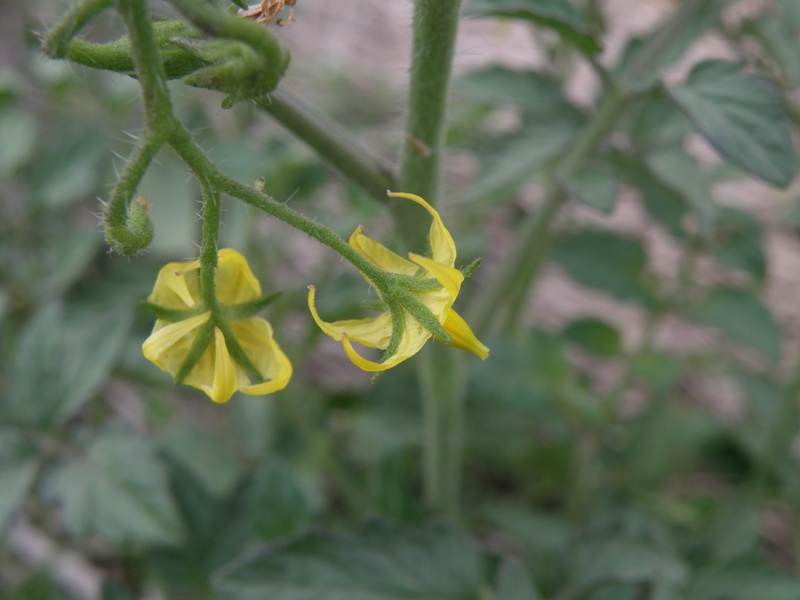 Solanum lycopersicon / pomodoro