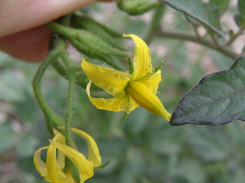 Solanum lycopersicon / pomodoro