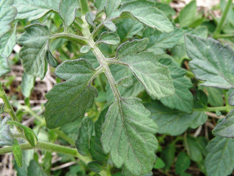 Solanum lycopersicon / pomodoro