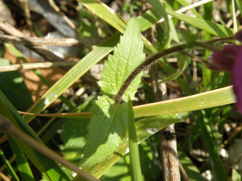 Lunaria annua