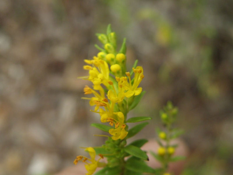 Odontites luteus