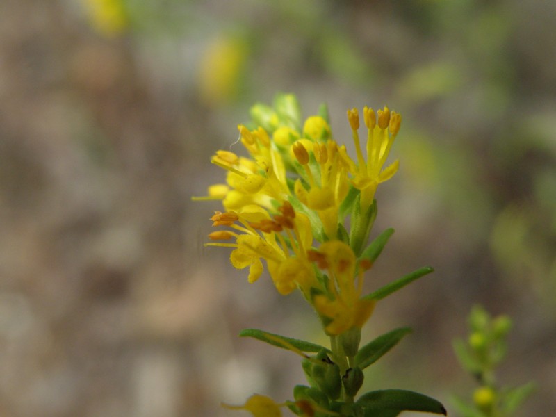 Odontites luteus