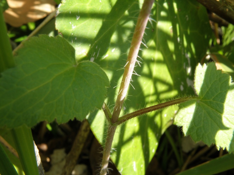 Lunaria annua