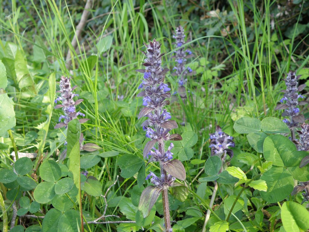 Ajuga reptans