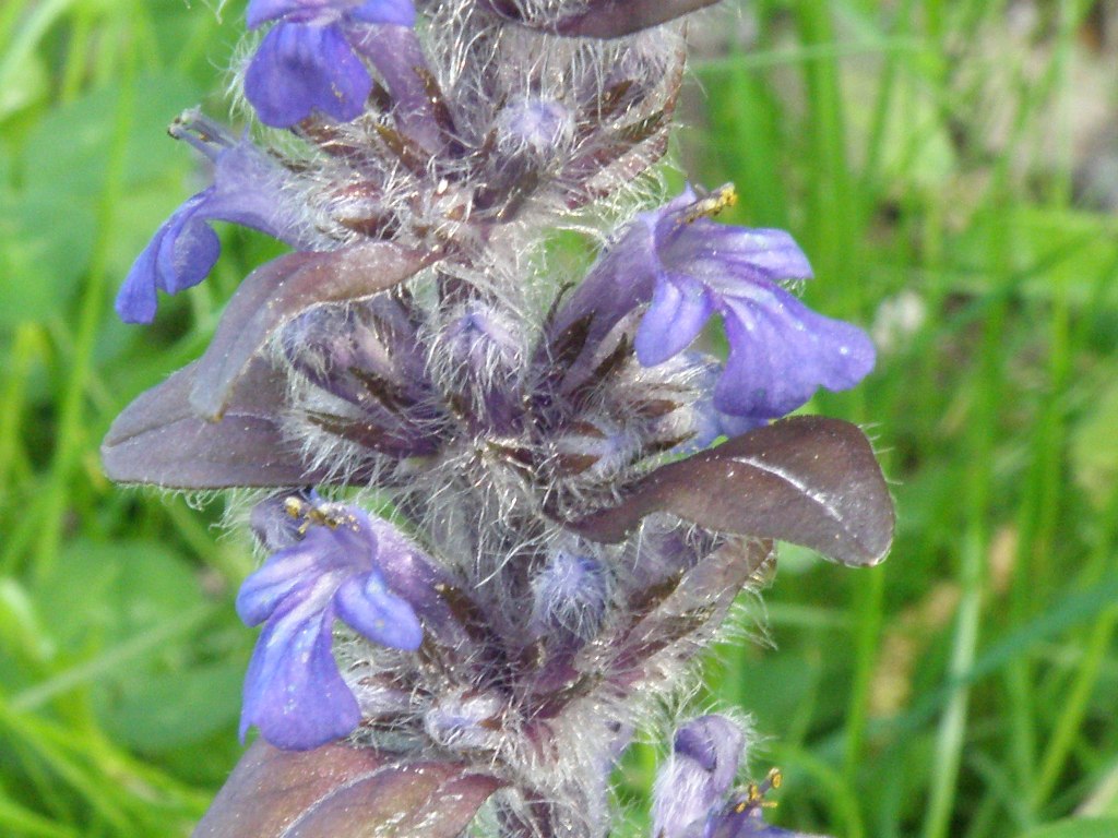 Ajuga reptans