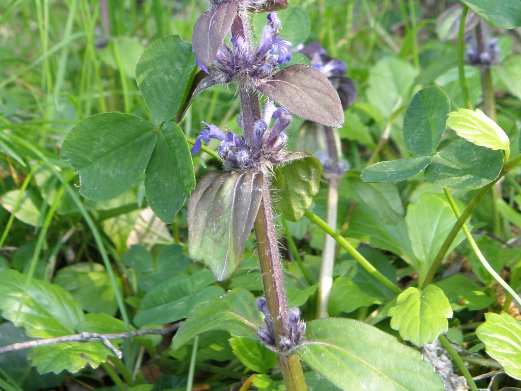 Ajuga reptans