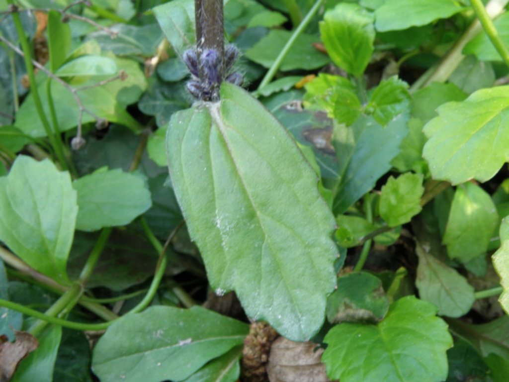 Ajuga reptans