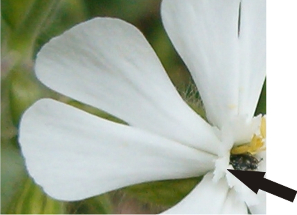 Silene italica