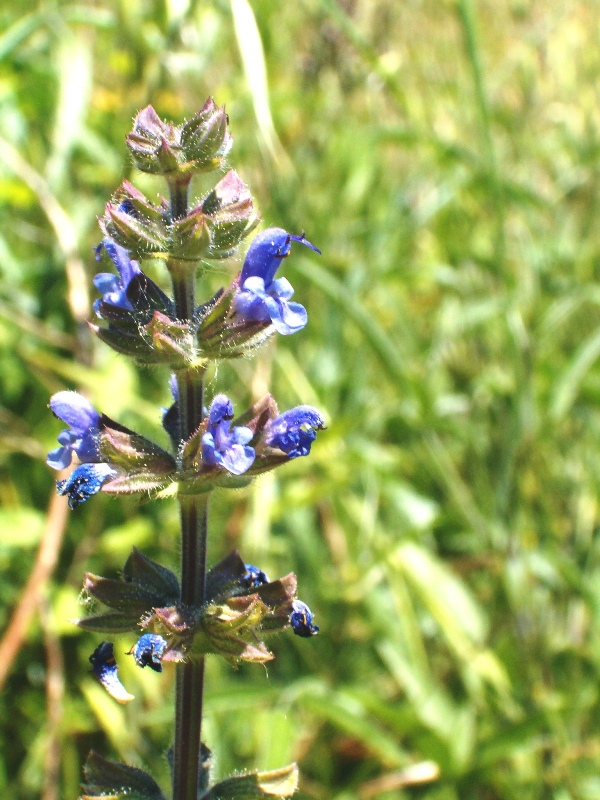 Salvia verbenaca