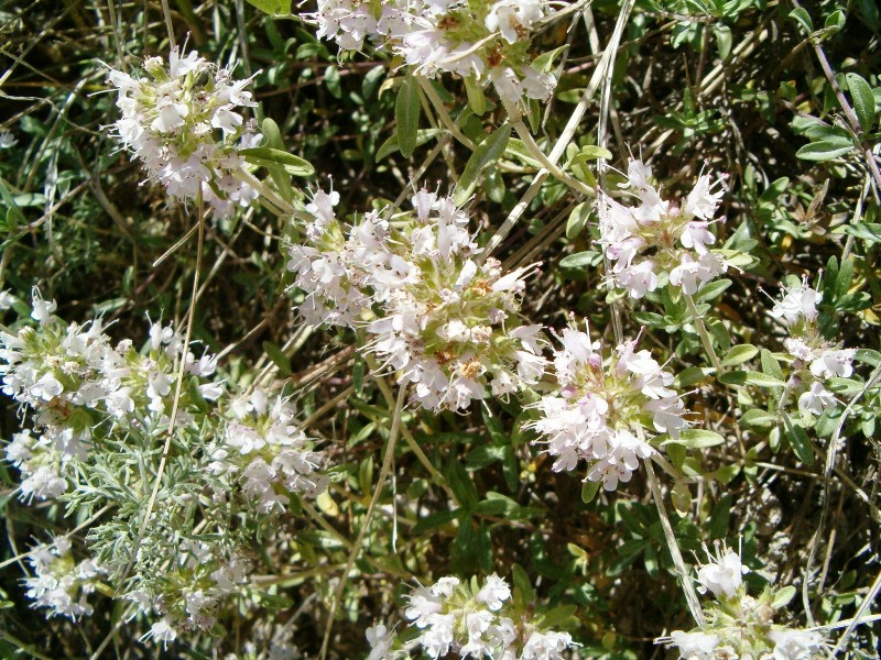 dorycnium ? no, Thymus sp.