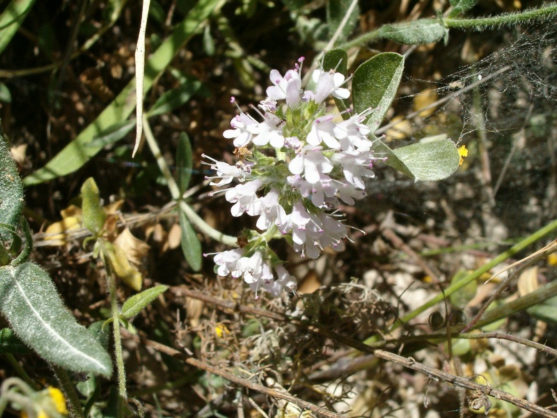 dorycnium ? no, Thymus sp.