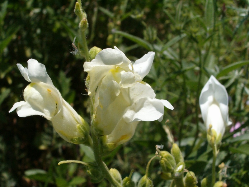 Antirrhinum majus