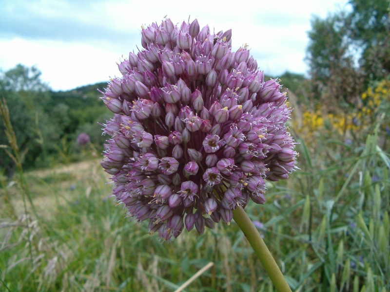 a proposito di aglio Allium roseum e A. ampeloprasum