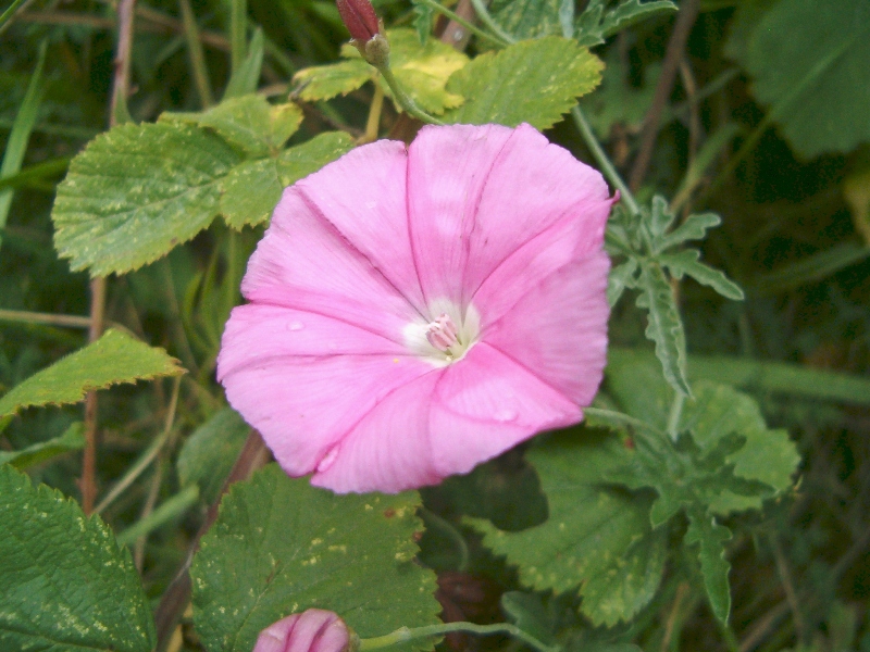 Convolvulus elegantissimus / Vilucchio elegantissimo