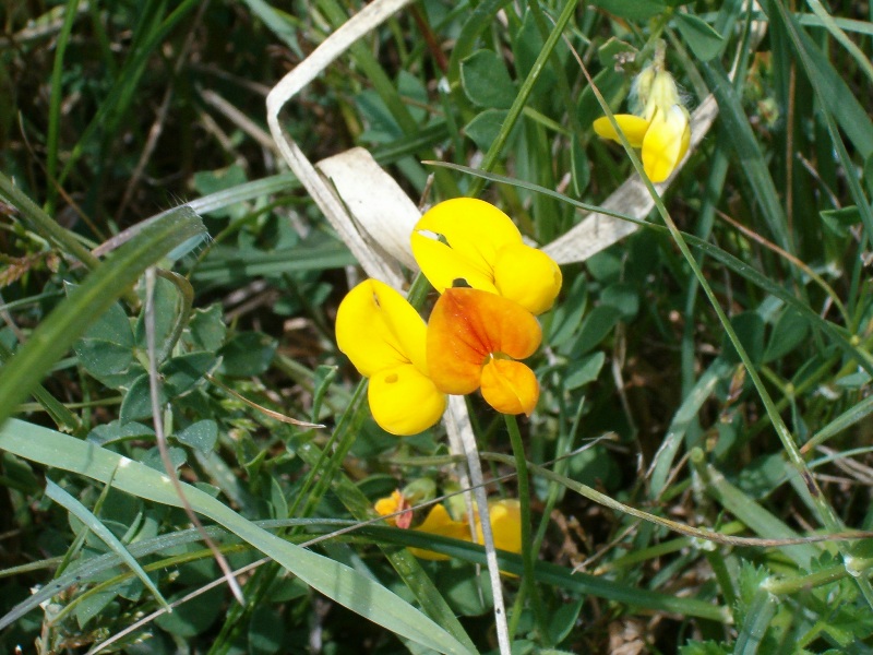 Lotus cfr. corniculatus