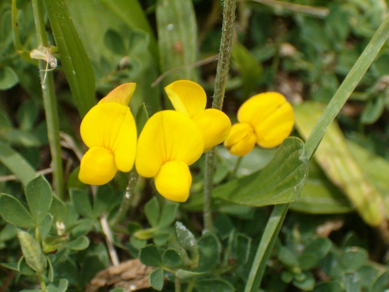 Lotus cfr. corniculatus