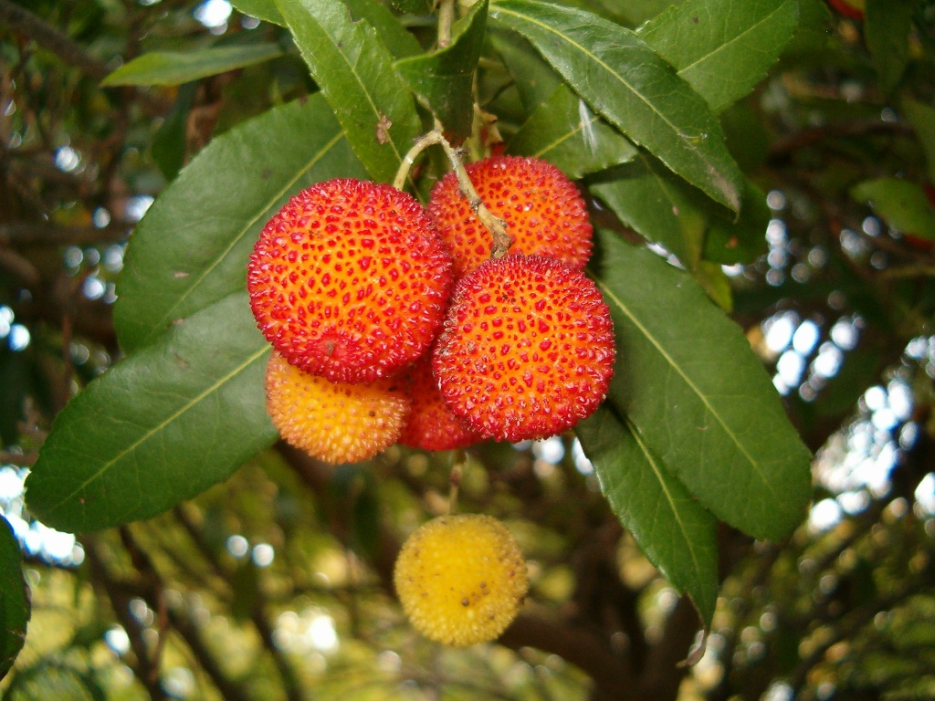 Arbutus unedo