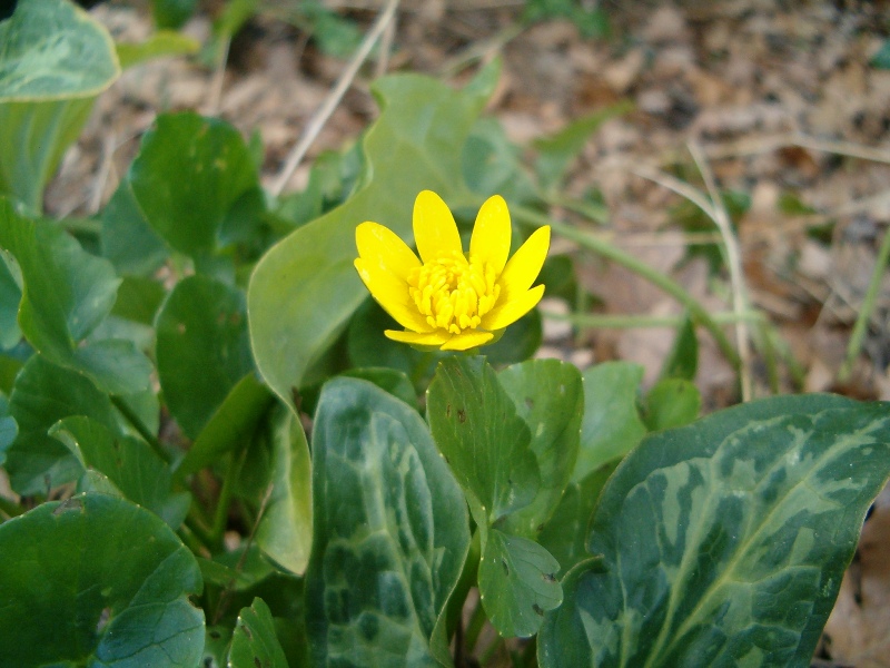 serie di fiori gialli: Ranunculus e Brassica?