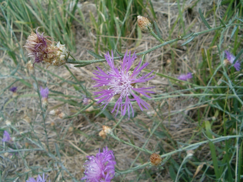 centaurea ?