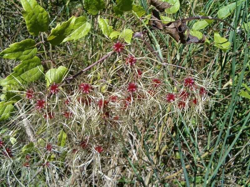 Clematis vitalba / Clematide vitalba