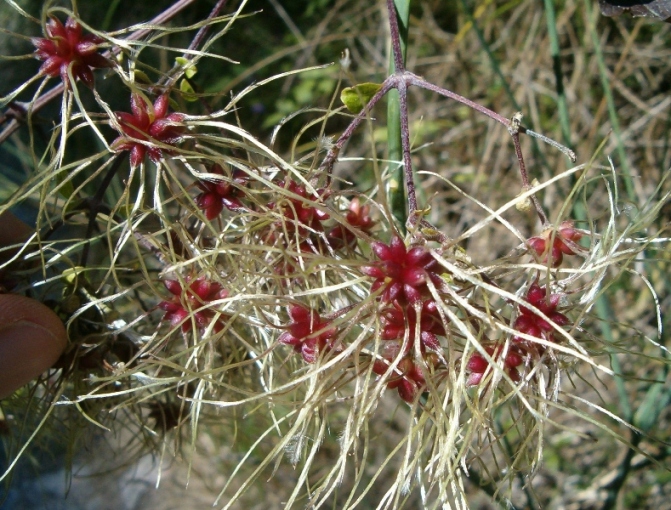 Clematis vitalba / Clematide vitalba