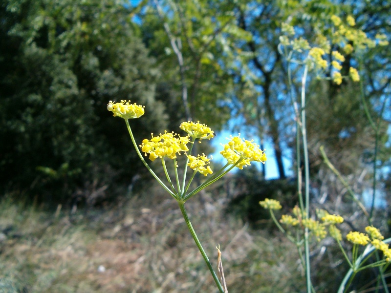 Foeniculum vulgare / finocchio selvatico