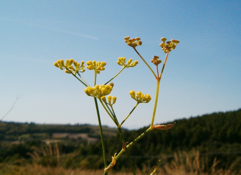 Foeniculum vulgare / finocchio selvatico