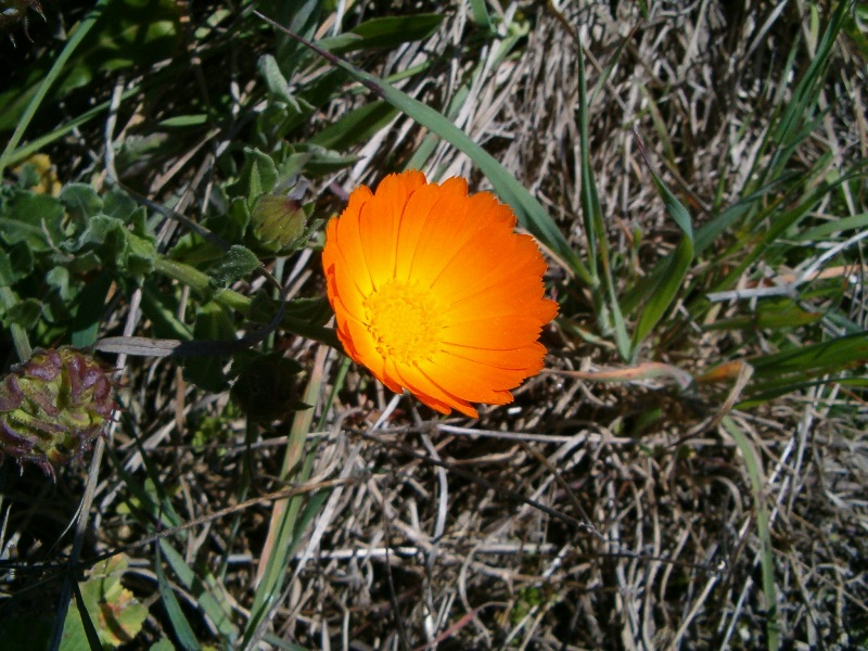 Calendula sp.