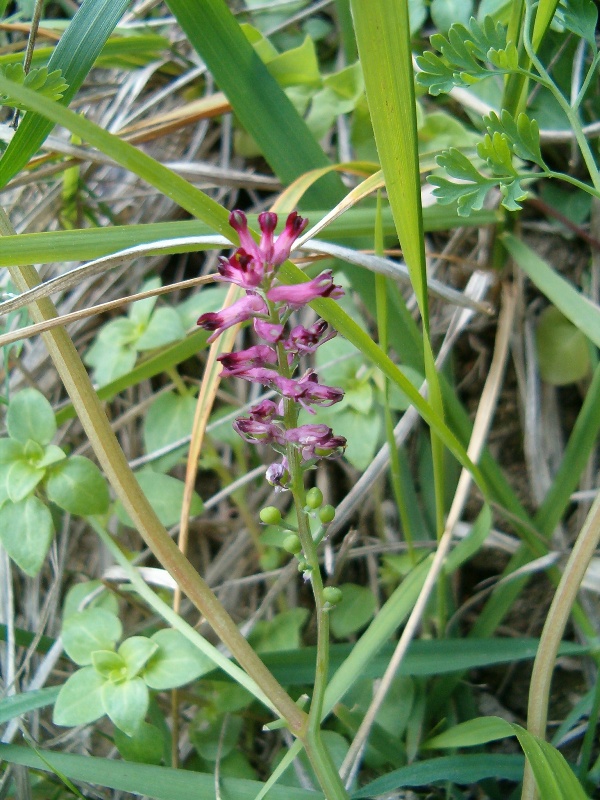 fumaria officinalis