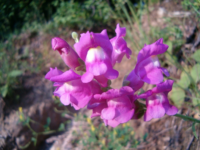 Antirrhinum majus