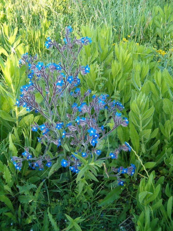 Anchusa italica