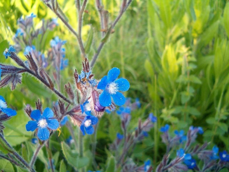 Anchusa italica