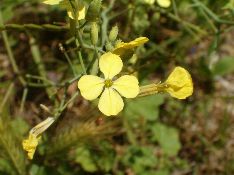 serie di fiori gialli: Ranunculus e Brassica?