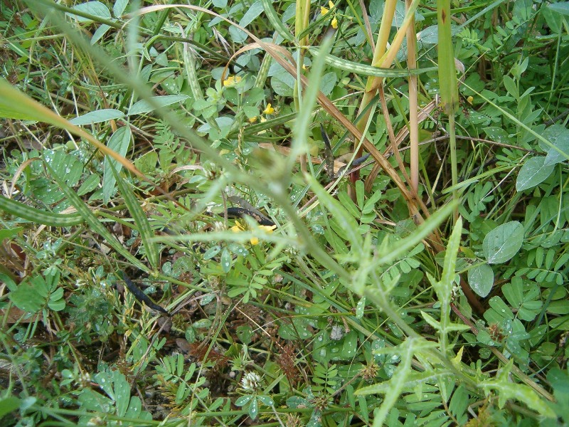 Galactites tomentosus