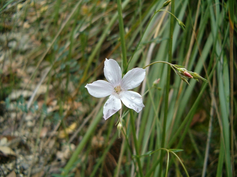 Linum tenuifolium