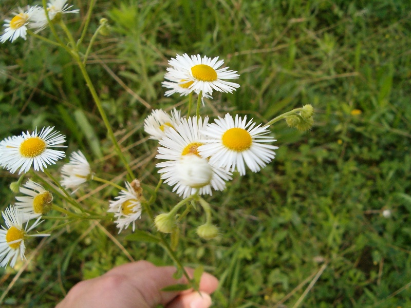 Erigeron annuus