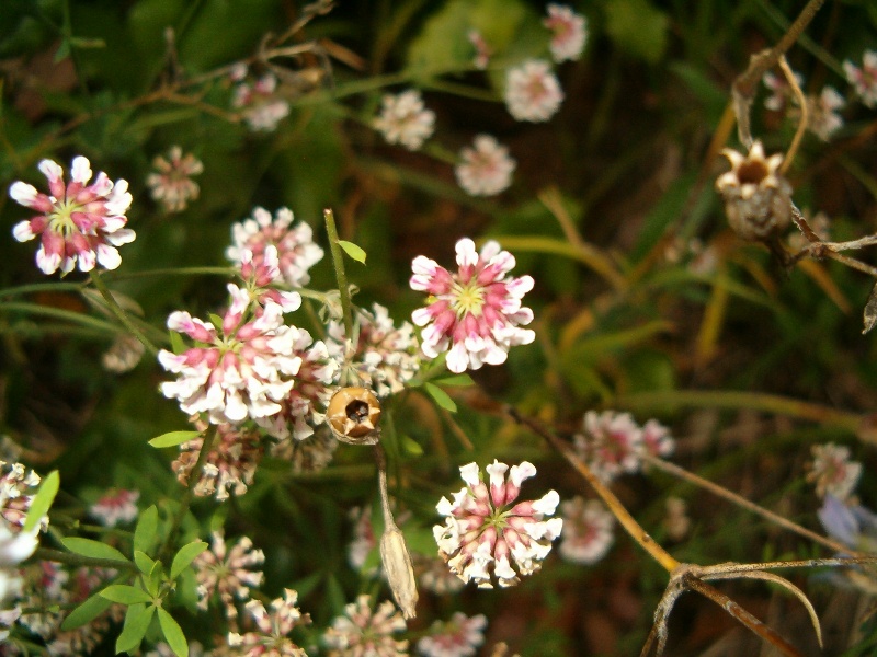 Lotus herbaceus (=Dorycnium herbaceum) / Trifoglino erbaceo