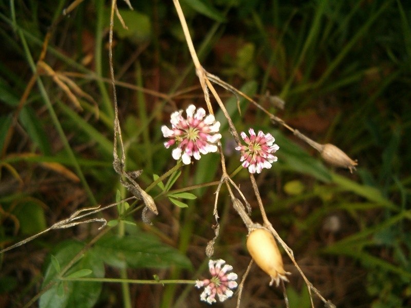 Lotus herbaceus (=Dorycnium herbaceum) / Trifoglino erbaceo